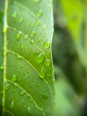 Macro close-up of water droplets on a green leaf surface. Natural texture with clear dew drops, perfect for backgrounds, nature themes, or eco concepts.