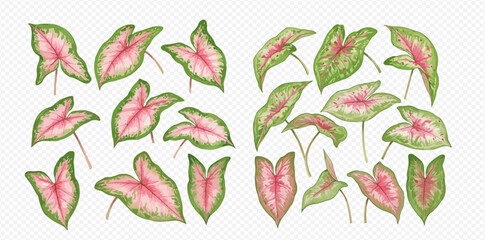 A beautiful collection of illustrated Caladium leaves with vibrant pink centers and green edges, isolated on a transparent background.