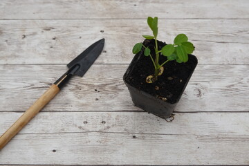 Gardener growing peanuts with gardening tool and pot on table