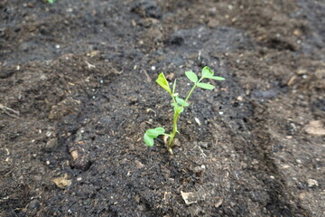 Young peanut plant growing in fertile soil