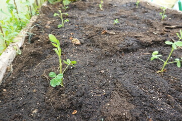 Growing peanuts in vegetable garden: young plants sprouting in fertile soil