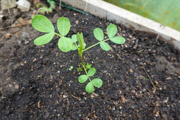Young peanut plant growing in the garden soil