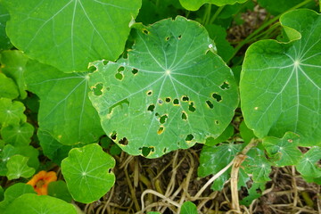 Nasturtium leaves showing damage from pests eating holes