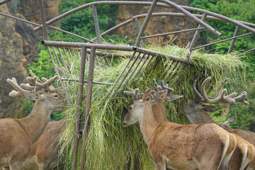 Group of deers eating hay from metal feeder in natural park