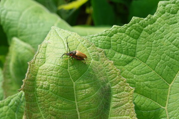 Longhorn beetle exploring green leaf in lush garden setting