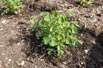 Oca plant growing in the garden soil