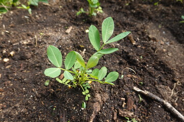 Young peanut plant growing in fertile soil