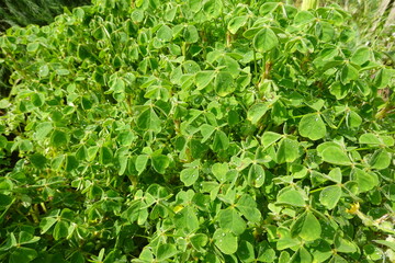 Oca plant growing with dew drops on leaves