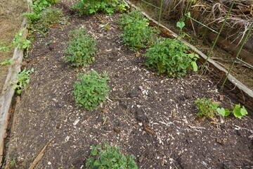 Oca plants growing in raised garden bed with wood chip mulch