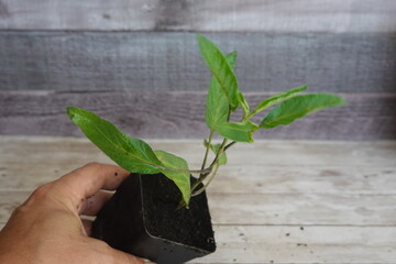 Gardener holding pot with  melon pear sapling growing strong