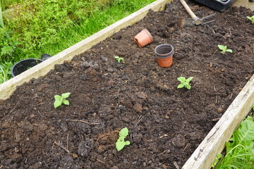 Gardener planting yacon in raised garden bed