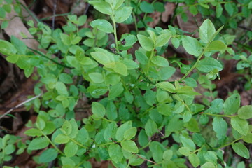 Wild blueberry plant growing in the forest