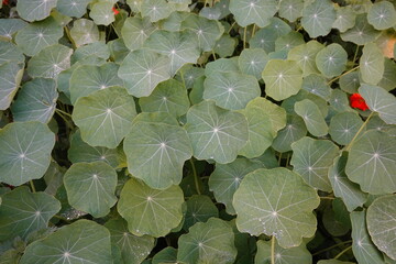 Nasturtium leaves creating green natural background texture