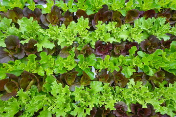 Green and red leaf lettuce growing in seed trays