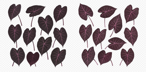 Two sets of dark purple Caladium leaves with pink veins isolated on a transparent background.