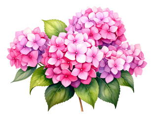Fototapeta premium watercolor painting features a cluster of pink and purple hydrangea flowers. The delicate petals showcase a gradient of soft hues, complemented by lush green leaves. Splatters of pink and purple water