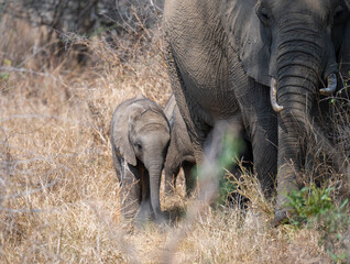 Elefantenmutter mit Elefanten Baby im Busch vom Kr&uuml;ger National Park - Kruger Nationalpark S&uuml;dafrika