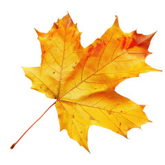 Obraz premium A single maple leaf isolated