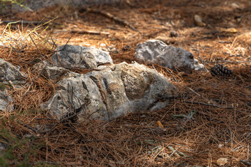 A young lizard hides among the rocks, animals on the Croatian coast Ciovo