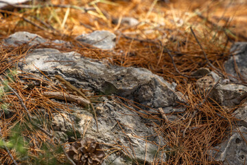A young lizard hides among the rocks, animals on the Croatian coast Ciovo