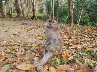Wild Monkey Sitting on Forest Floor Covered with Dry Leaves