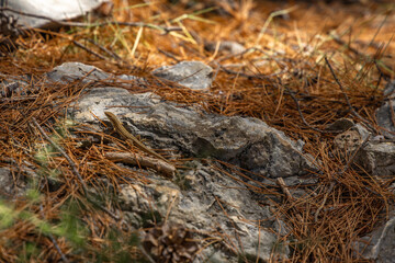 A young lizard hides among the rocks, animals on the Croatian coast Ciovo