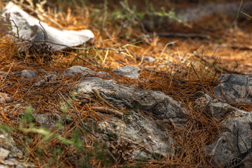 A young lizard hides among the rocks, animals on the Croatian coast Ciovo
