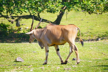 A large eland antelope stands in a grassy field, with two other elands visible in the background.