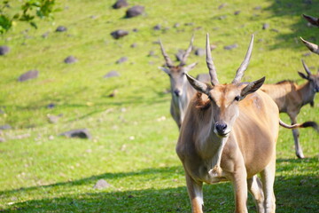 A large eland antelope stands in a grassy field, with two other elands visible in the background.