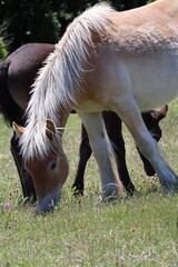 wild horses near Dieulefit in France