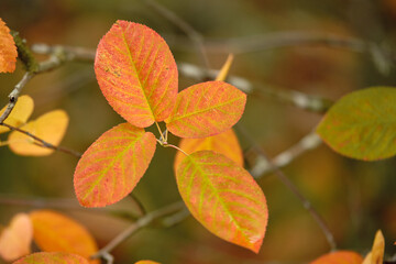 Macro photography of fall leaves on a branch. Bright orange and yellow hues stand out against the dark blurred background, emphasizing the contrast and details typical of the autumn season.