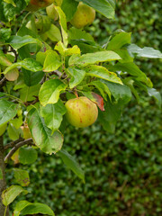 Close up of green apples on an apple tree. Apples are ready for picking and eating.