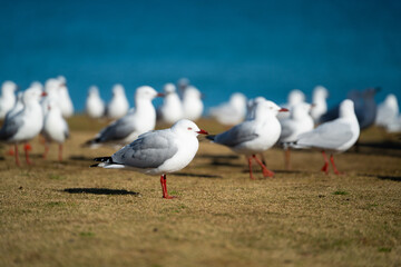 Port Cambell Australia