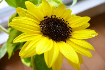A sunflower with water droplets