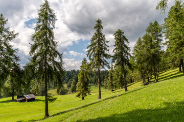 Lärchenwald mit Wiesenhütte im Südtiroler Mittelgebirge