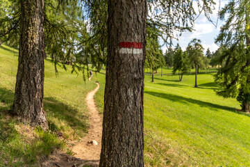Wanderwegmarkierung an Lärchenbaum in Südtiroler Almlandschaft