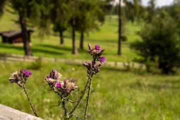 Blühende Disteln auf Almwiese im Südtiroler Lärchenwald