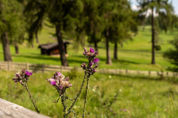 Obraz premium Blühende Disteln auf Almwiese im Südtiroler Lärchenwald