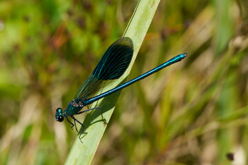 Gebänderte Prachtlibelle auf einer Pflanze