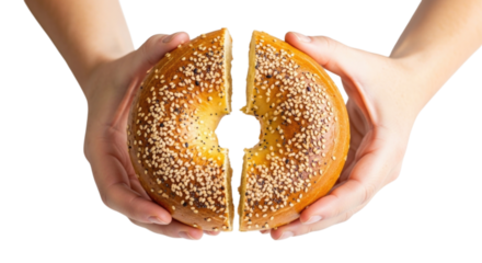 Freshly baked sesame bagel being held and pulled apart for sharing with transparent background, cutout PNG