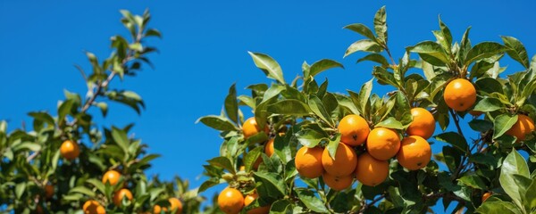 Ripe mandarins with rich green leaves on tree branches against clear blue sky. Citrus fruits, sweet produce from organic farm, perfect for juice and healthy eating. Abundant harvest, sun-ripened.