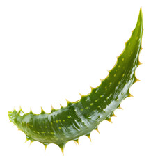 Naklejka premium Fresh Aloe Vera Leaf with Spikes on White Background