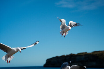 Port Cambell Australia