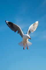 Port Cambell Australia