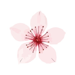 cherry blossom watercolor