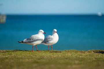 Port Cambell Australia