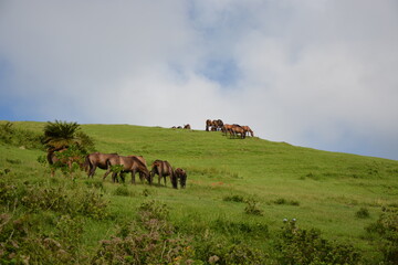 宮崎県都井岬に生息する野生の馬　御崎馬