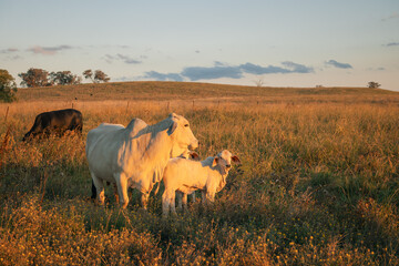 Small mob of Brahman cattle standing in overgrown paddock in warm afternoon light, calf and cows