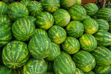 Fototapeta premium Watermelons