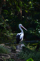 A close-up vertical shot of an Australian pelican standing on a rock, with its black and white feathers contrasting against the dark green, lush foliage.